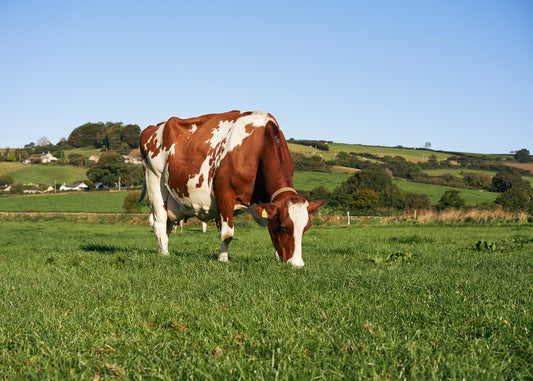 spring cows in a field